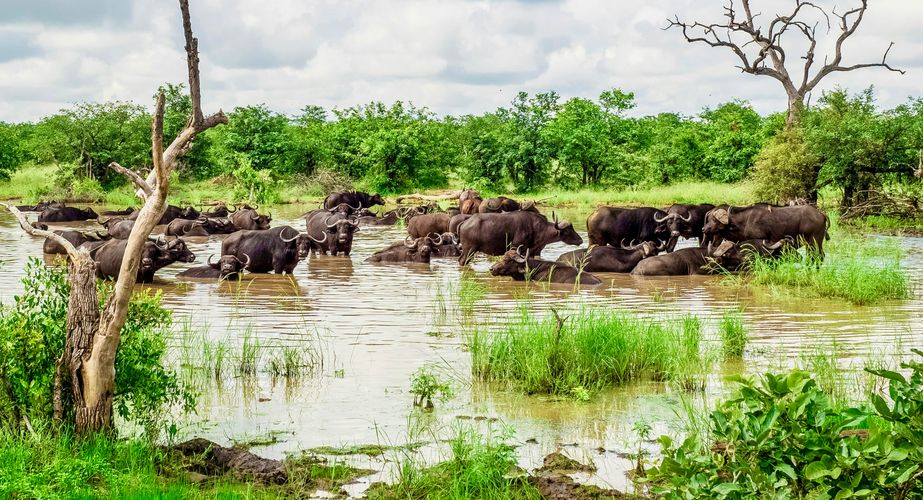 Safari Zuid Afrika Kruger NP